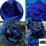 Rosa azul negra rara - semillas