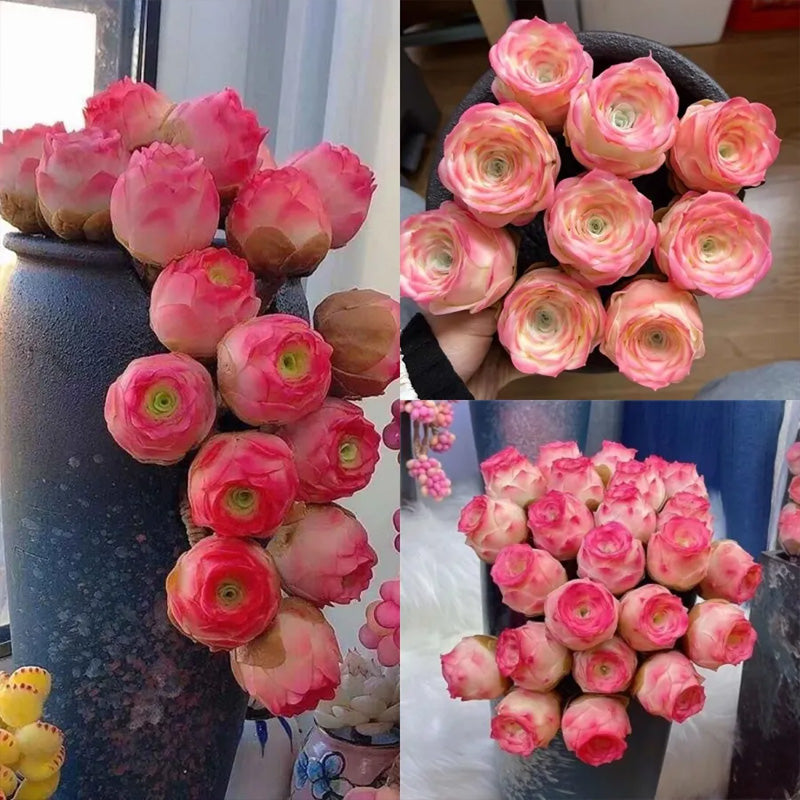 Pink Mountain Rose Succulent