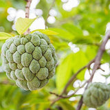 Soursop Graviola Guanabana Annona Muricata Fruit Tree Seeds Fresh Tropical Fruit