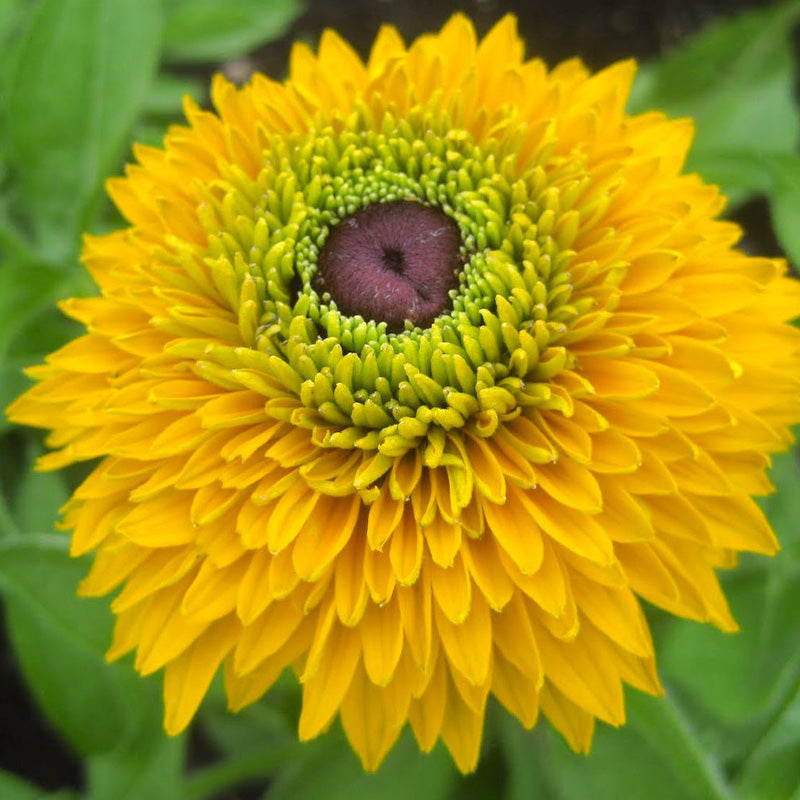 Double Golden Gloriosa Black-Eyed Susan Seeds