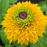 Double Golden Gloriosa Black-Eyed Susan Seeds
