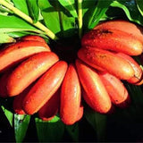 Semillas raras Semillas de plátano Árbol enano rojo Bonsái Fruta Decoración Jardinería casera Plantación