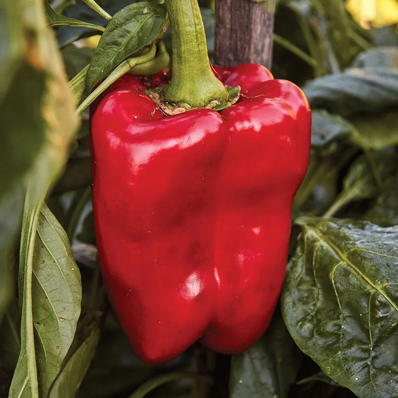 Pepper, Sweet, Great Stuff Hybrid