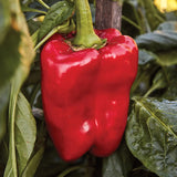 Pepper, Sweet, Great Stuff Hybrid