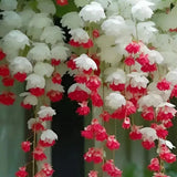 Semillas de flores de begonia