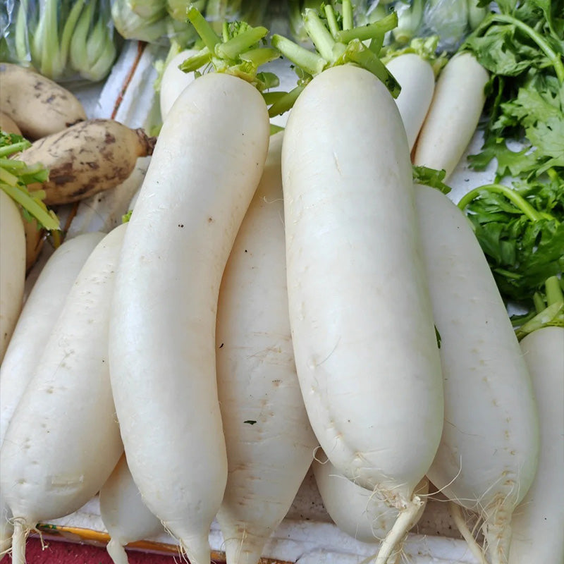 Giant Japanese Daikon Radish Seeds