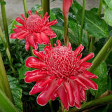 Semillas de rosa de porcelana - Etlingera elatior - Torch Ginger