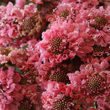 Semillas de flor de cojín de alfiler de escabiosa rosa perenne para plantar