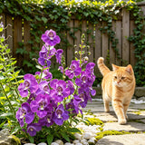 Purple Summer Snapdragon (Angelonia angustifolia) Seeds