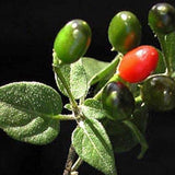 Pimientos Piquín - Pequeños pimientos de un rojo brillante - ¡¡Tienen un gran impacto!!