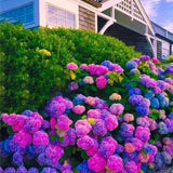Blue Pink Purple Hydrangea Seeds Stunning and Resilient Perennial Flowers for Your Garden