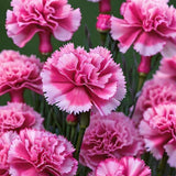 Pink White Two-Tone Carnation Seeds