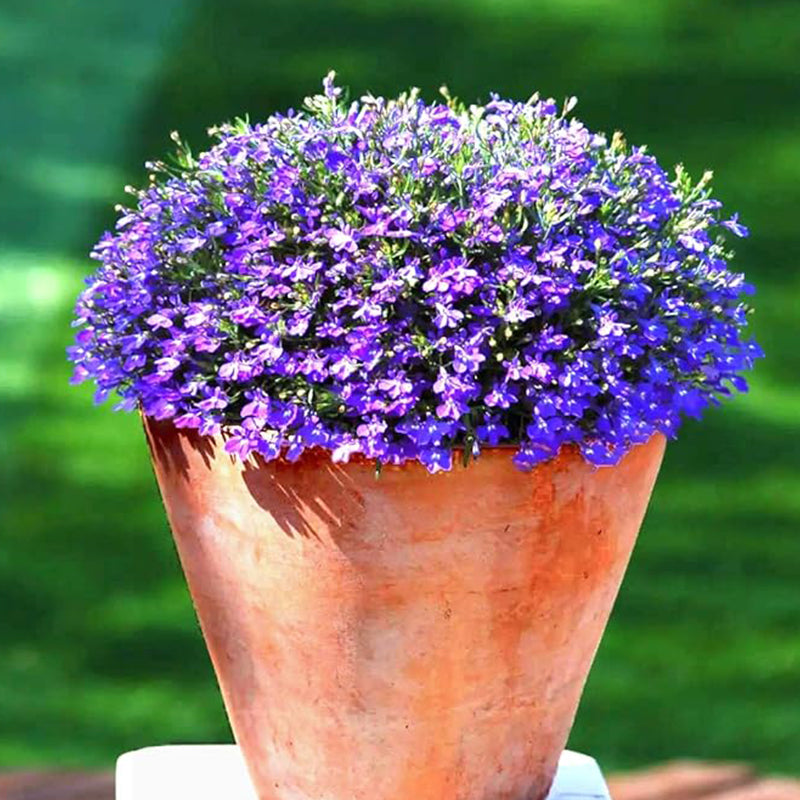 Mix Creeping Thyme Seeds for Planting Ground Cover Plants Easy to Plant and Grow