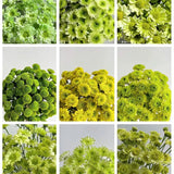 Green With Envy Flower Seed Mix