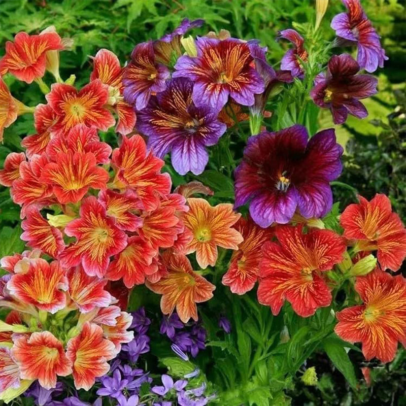 Chilean Morning Glory Seeds for Stunning Garden Flowers