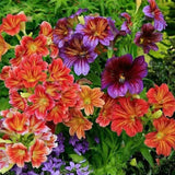 Chilean Morning Glory Seeds for Stunning Garden Flowers