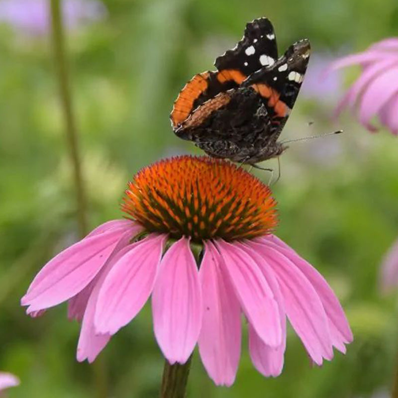 Purple Coneflower Seeds - Hardy Native Perennial Pollinator Flower