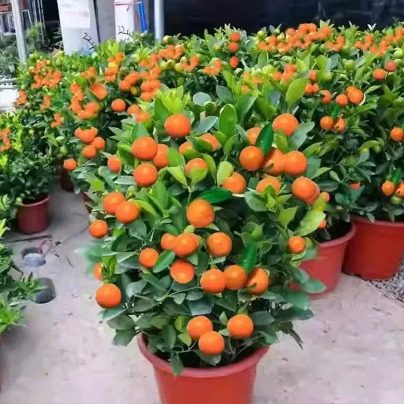 Potted Sugar Tangerine Seeds