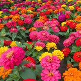 Double Zinnia Mixed Color Seeds