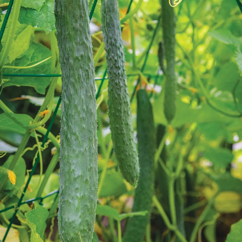 Cucumber, Dragon Suhyo Hybrid