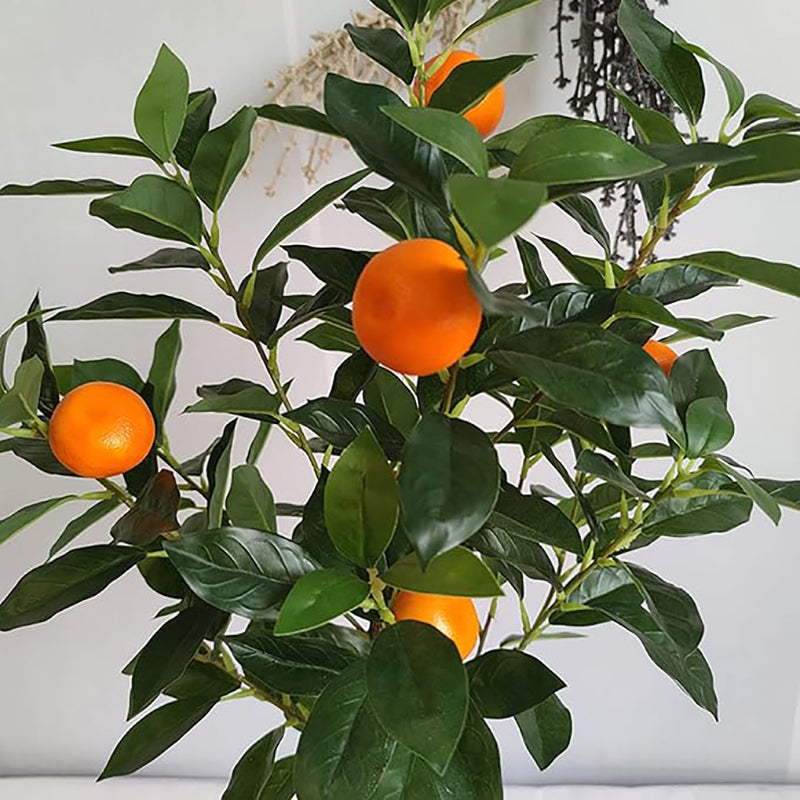 Semillas de árbol de naranja Bonsai Fruta dulce deliciosa Jugosa Hermosas plantas en macetas Sabor robusto Fácil cuidado