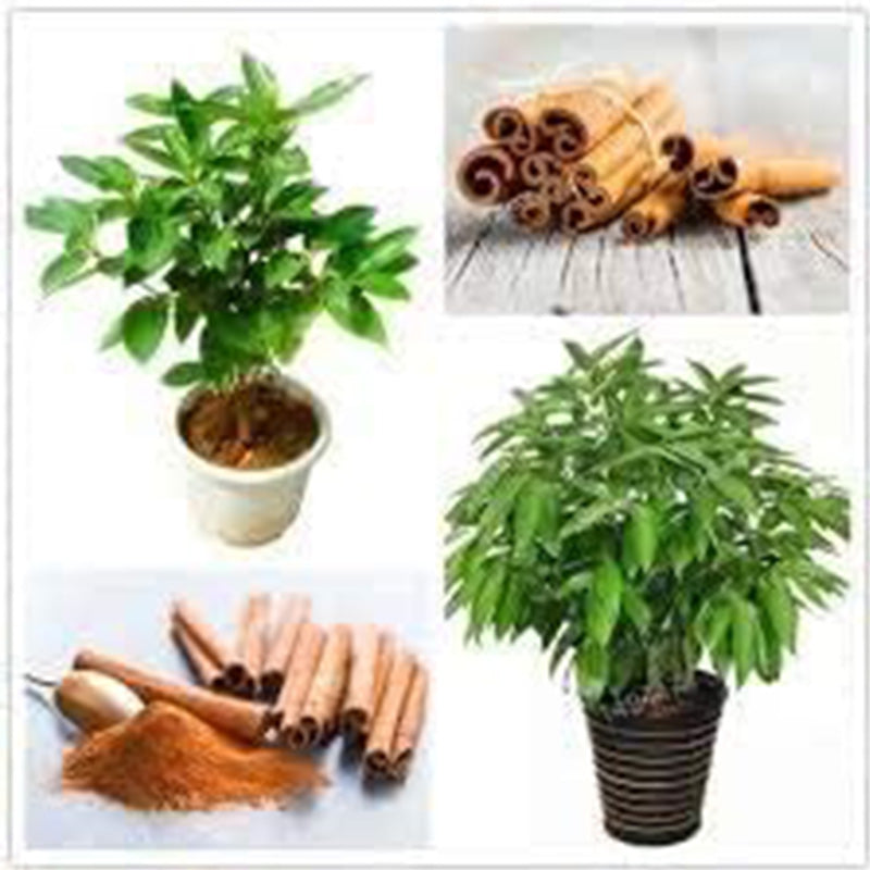 Cinnamon Treen Seeds Green