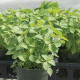 Kapoor Tulsi (Holy Basil)Organic Basil Seed