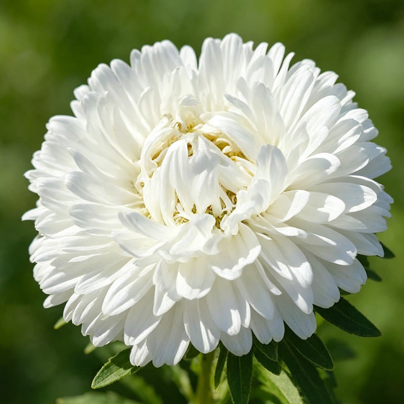 Crisp White China Aster (Callistephus chinensis) Seeds