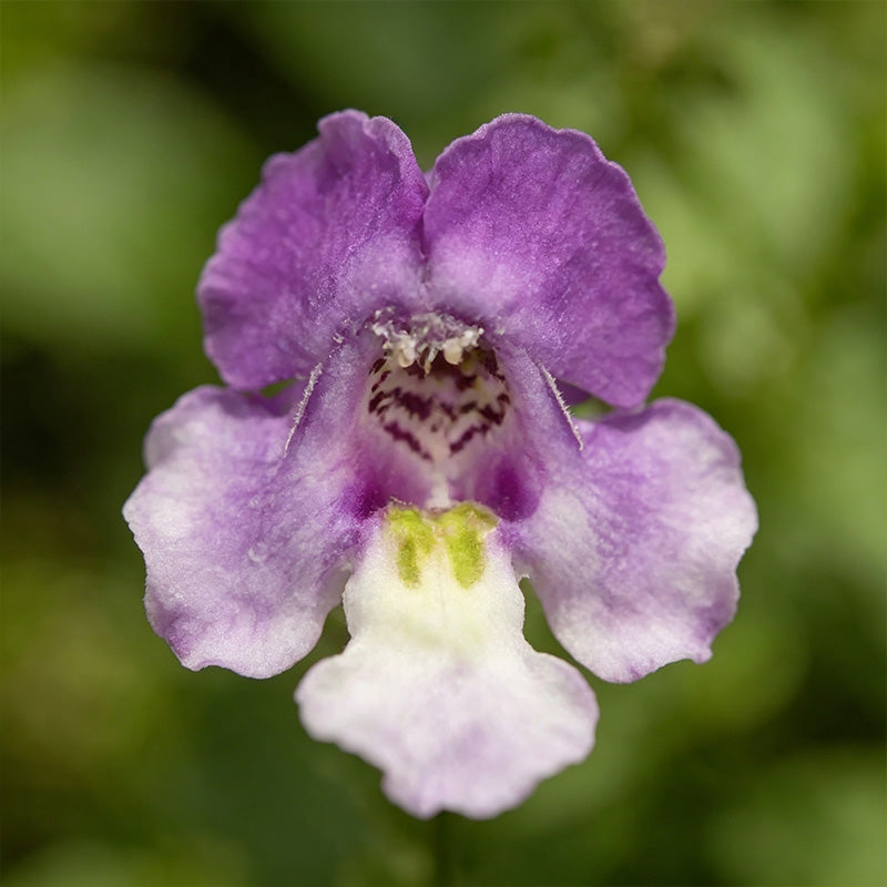Bicolor Lavender & White Summer Snapdragon (Angelonia angustifolia) Seeds