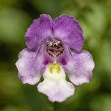 Bicolor Lavender & White Summer Snapdragon (Angelonia angustifolia) Seeds