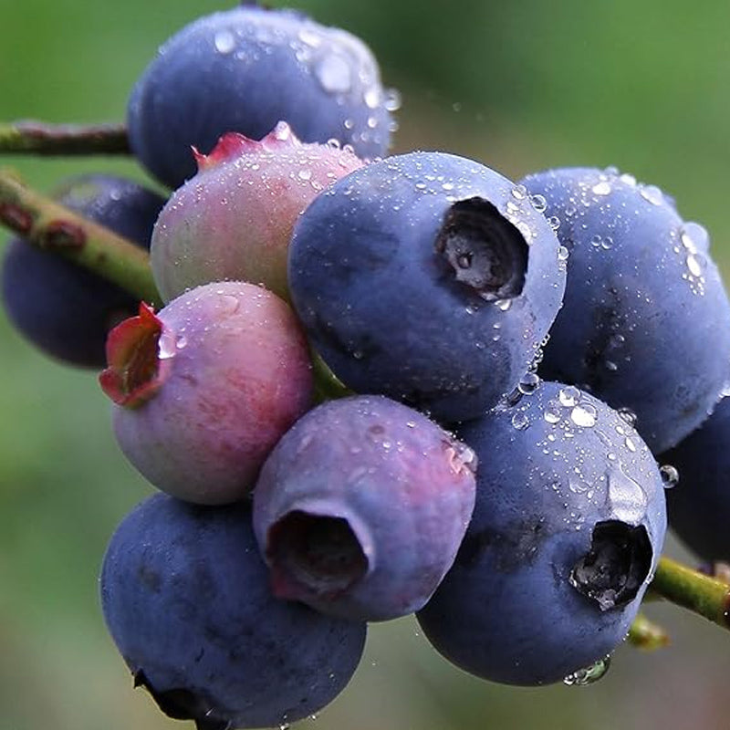 Semillas de arándanos Bayas Fruta fresca Semillas Perennes Exterior Interior