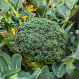 Heirloom Standard Broccoli Seeds