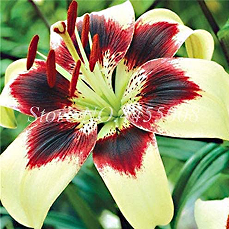 Amarilis de belleza rayada