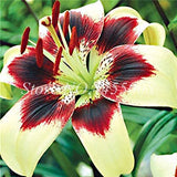 Amarilis de belleza rayada