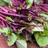 Beetroot Under The Snow Seeds