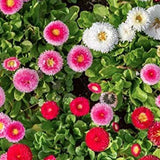 Pink Daisy, Lawns and Borders Bellis Perennis