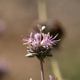 Purple Sage