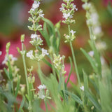 Lavender, Lacy Frills