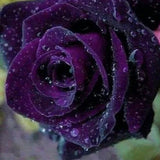 Rare Exotic Dark Purple Rose Seeds