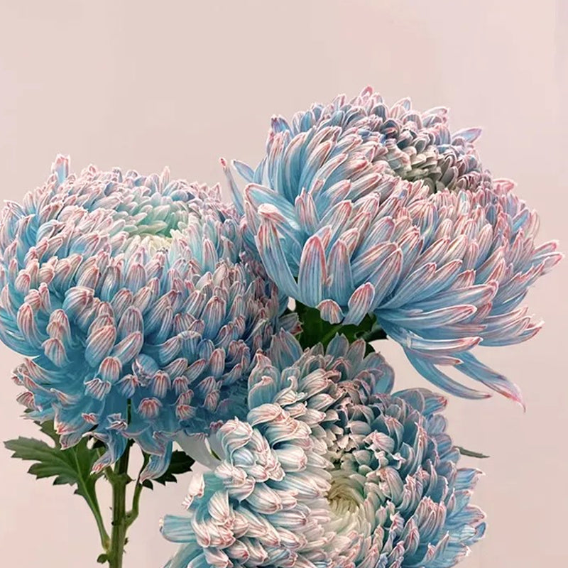 Rare Blue and White Porcelain Peony Chrysanthemum Seeds