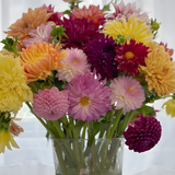 Dahlia Double Blend Rainbow Seeds