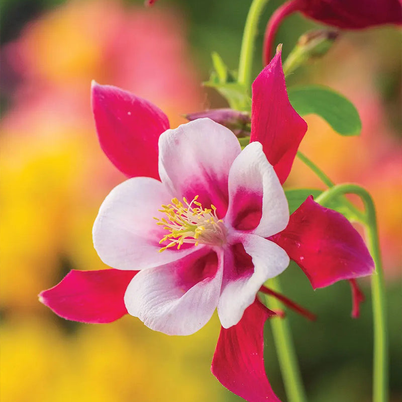 Columbine, Early Bird Red & White