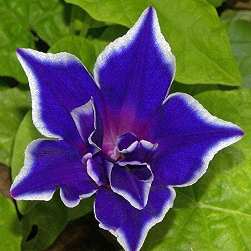 Semillas de flores de enredadera trepadora Ipomoea Nil Morning Glory Blue Picotee anual para plantar
