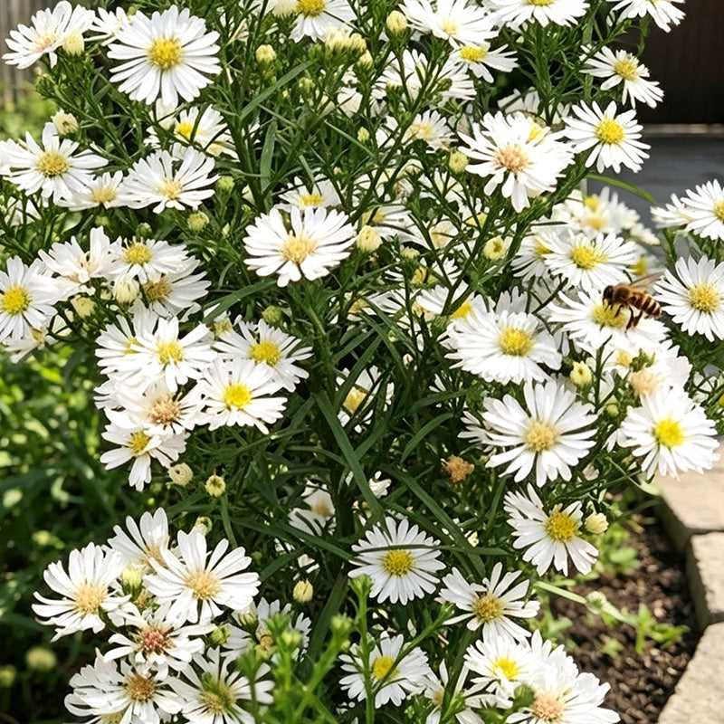 White Aster (Symphyotrichum) Seeds