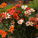 The Stunning Tricolor Wandflower Seeds Collection