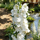 White Summer Snapdragon (Angelonia angustifolia) Seeds