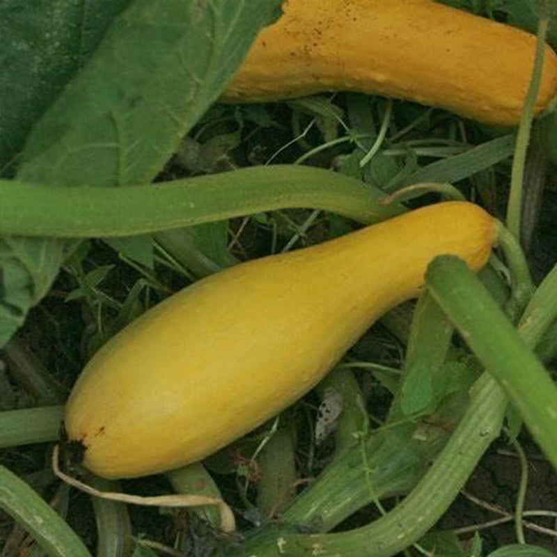 Yellow Early Prolific Straightneck Summer Squash Seeds for Planting.