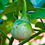 Semillas de berenjena