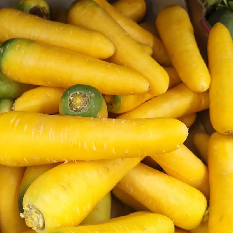Solar Yellow Carrot Seeds