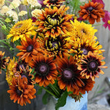 Mixed Gloriosa Black-Eyed Susan Seeds